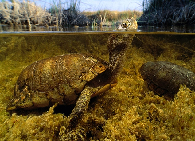 Coahuilan Box Turtle