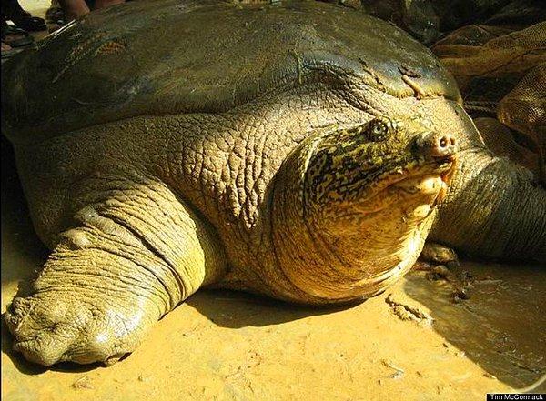 20. Yangtze Giant Softshell Turtle