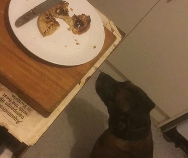 8. О боже, даже ваша собака не хочет ЭТО есть!