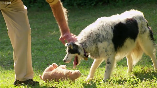 Görüp Görebileceğiniz En Zeki Köpek Olabilir: 1022 Kelime Bilen Chaser