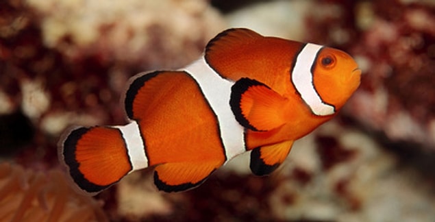 5. Oysters and clownfish can change sex.