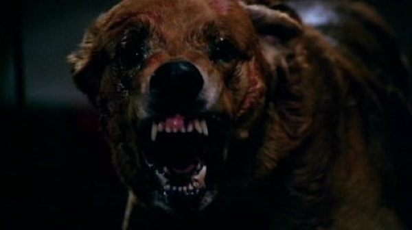 11. Стая - Кинофобия (боязнь собак)