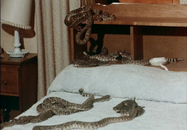 19. Змееловы - Офидиофобия (боязнь змей)