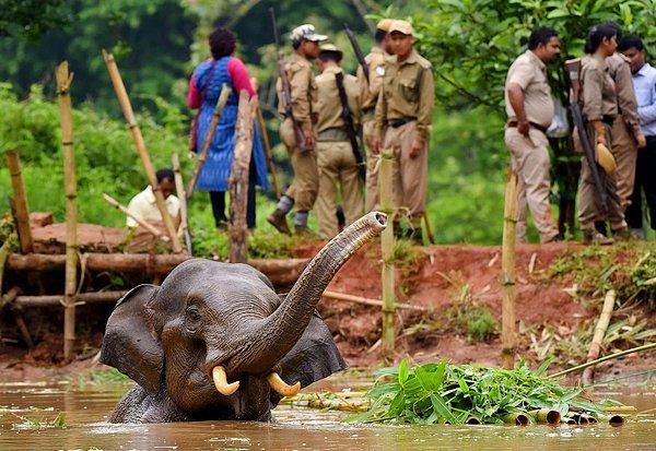 8. Hindistan'da Amchang Vahşi Yaşam Parkı'nda bir gölete düşen yavru filin kurtarılma anı, 24 Mayıs.