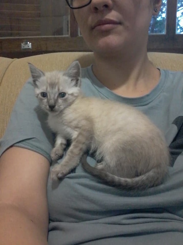 12. Minnoşlar her zaman en doğru yeri seçer. 🤗🐱