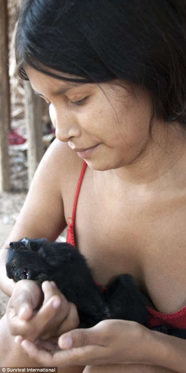 In 1835, after centuries of oppression, the tribes of Maranhao rose up against their European rulers in a five year revolt that ended in the mass extermination of around 100,000 indigenous people throughout the state.