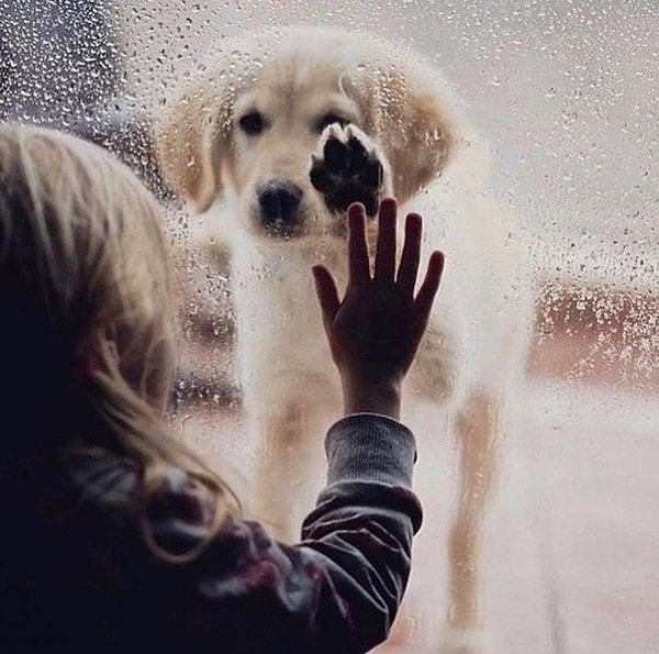 7. Не предадут, не кинут, не подставят...И за обиду вам не отомстят никак...В беде не бросят, умирать вас не оставят... Любить учитесь, люди, у СОБАК...