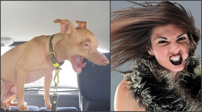 24 песика, которые заставят вас сказать: "Так это же я во время критических дней!"