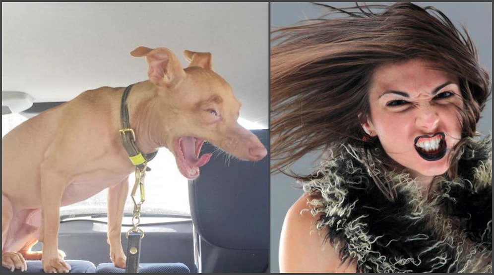 24 песика, которые заставят вас сказать: "Так это же я во время критических дней!"