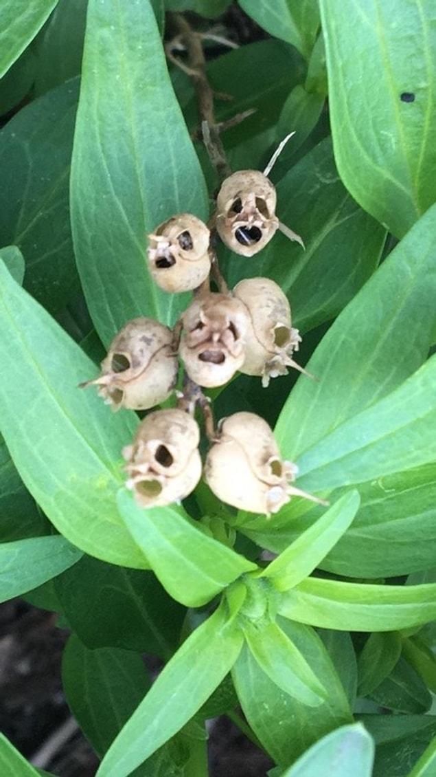 7. These dead flowers that look like skulls!