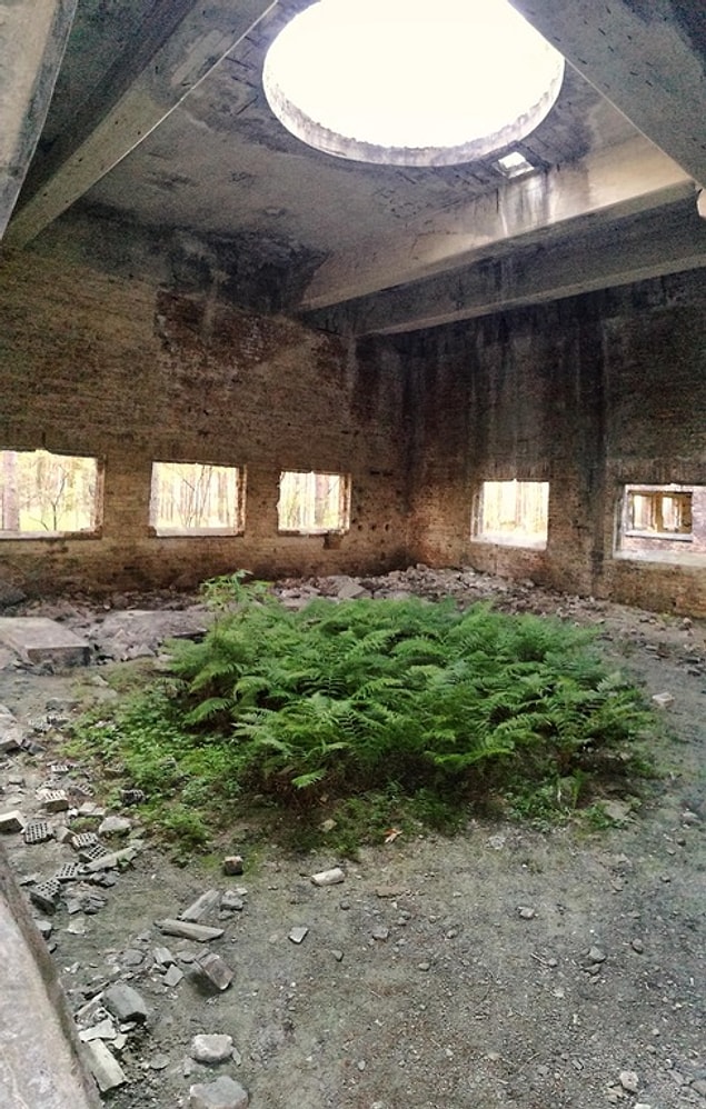 10. This fern growing under a circular roof hole...