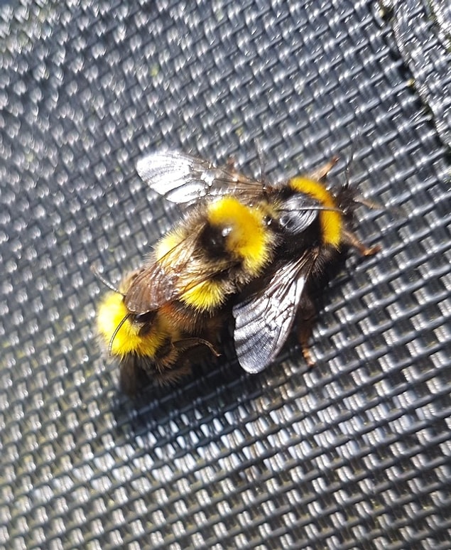 24. This bumblebee is carrying two youngsters on his back!