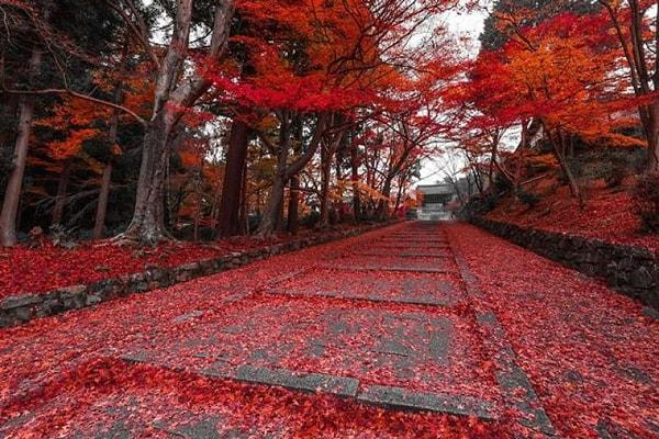 4. Kyoto – Japonya