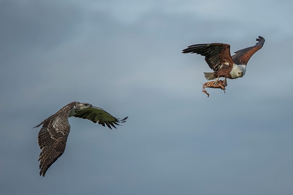 9. Птицы здесь просто невероятные