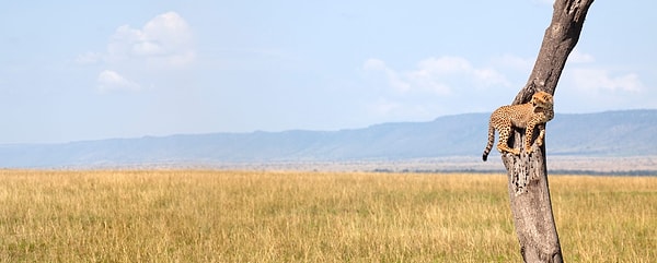 35. Согласитесь, это в разы лучше, чем из раза в раз пересматривать любимый сериал