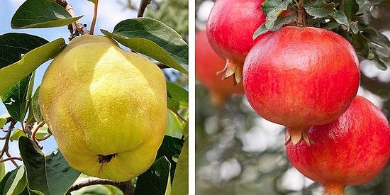 Только настоящий фруктовый эксперт сможет набрать 8/8 в этом тесте