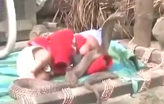 Hindistan'da Kobraların Arasında Mışıl Mışıl Uyuyan Bebek