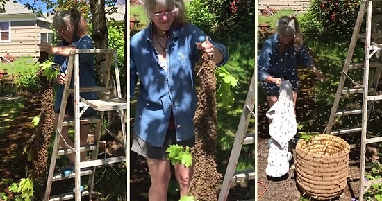 Binlerce Arıyı Masa Örtüsü Silkeler Gibi Kutuya Silkeleyen Kadın