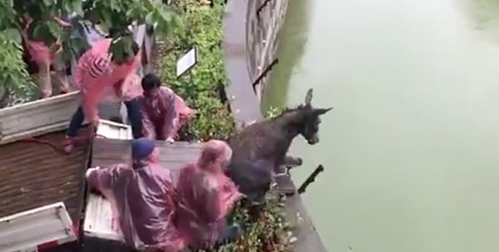 Разъяренные акционеры китайского зоопарка скормили тиграм живого осла