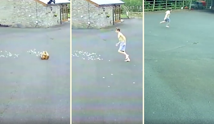 Tavuğunu Mideye İndirme Planları Yapan Tilkiyi Kovalayan Delikanlı Adam