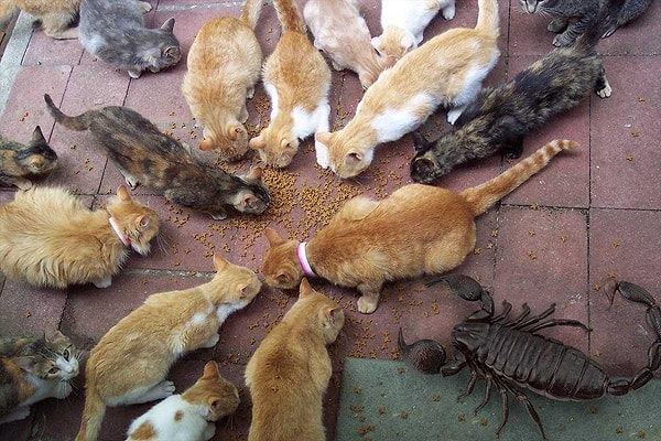 4. Гигантский скорпион каменноугольного периода Pulmonoscorpius kirktonensis в сравнении с современными домашними питомцами