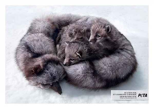 15. Это не мех — это чья-то мама