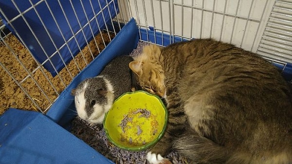 4. В нашем доме поселился замечательный сосед