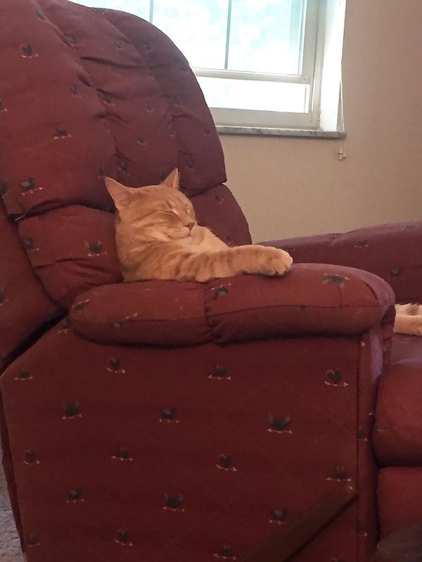 5. Кот - крестный отец