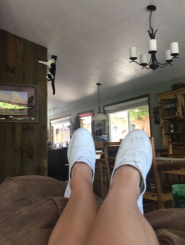 16. Кто-нибудь, вызовите моему коту экзорциста