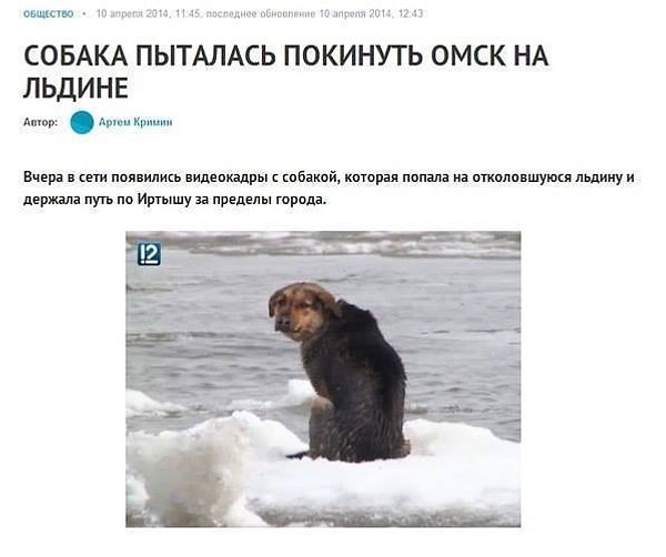 3. Некоторые собаки предпочитают спасаться бегством вплавь