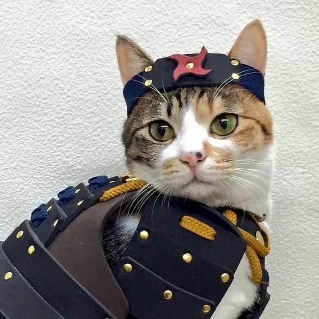 Samurai Age küçük ırk köpekler ve kediler için özel tasarım zırhlar yapıyor.