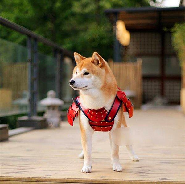 Örneğin bu küçük Shibu Inu cinsi köpeğin giydiği Samuray zırhı, ünlü Sengoku kahramanı Sanada Yukimura'nın kostümünden esinlendi.