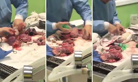 Yavru Köpekler Ölü Doğunca Onları Yaşama Döndürebilmek İçin Canla Başla Çalışan İnsanlar