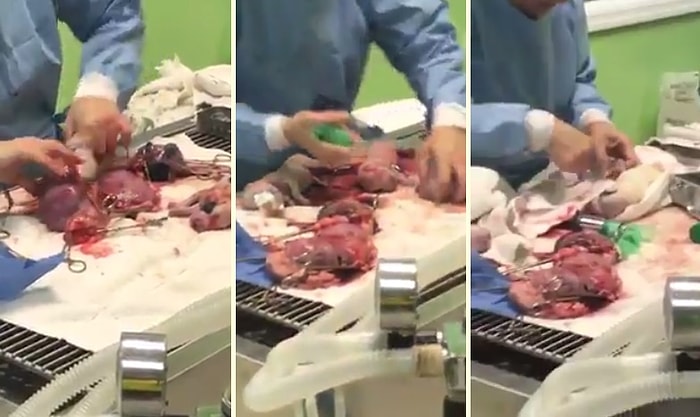 Yavru Köpekler Ölü Doğunca Onları Yaşama Döndürebilmek İçin Canla Başla Çalışan İnsanlar