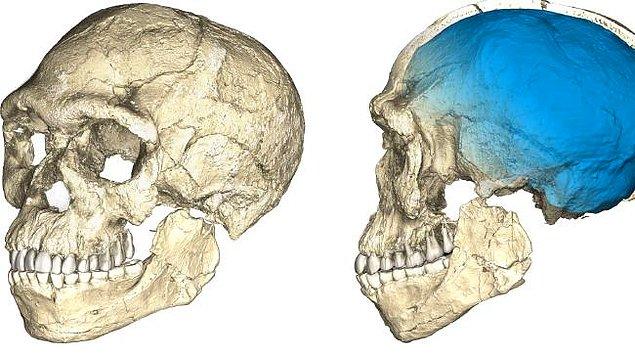 Homo sapiens fosillerin arasındaki fark, yeni fosillerinin kafataslarının biraz daha küçük hacmi ve kaş çıkıntılarının biraz daha çıkık olması.
