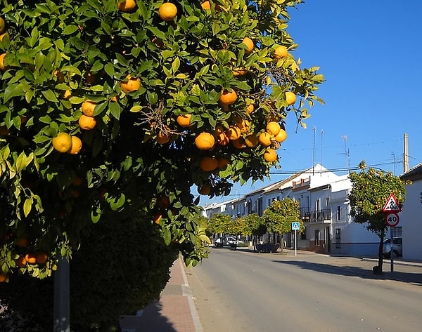 7. Поскольку Мариналеда, отличается мягким средиземноморским климатом, здесь выращиваются оливки, цитрусовые, пшеницу, бобы, брокколи, а также перец.