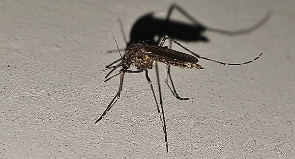 4. Почему советские школьники хотели засушить килограмм комаров?