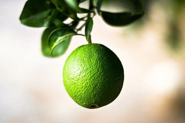 3. Апельсины не всегда оранжевые, иногда они могут быть зелёными.