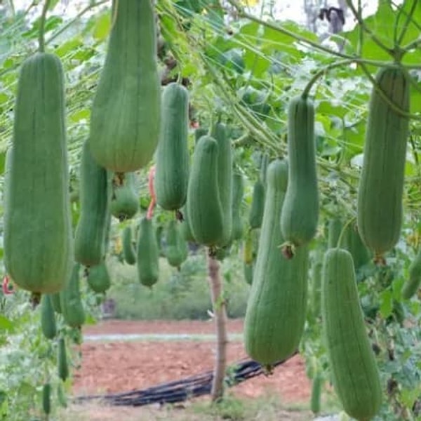 8. Грубые мочалки делают из... тыквы.