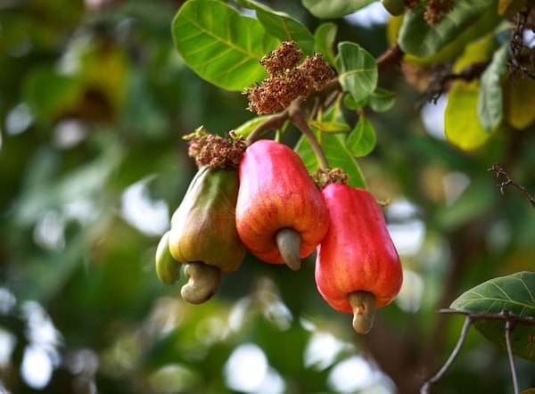 10. Орехи кешью растут на яблоках с одноимённым названием.