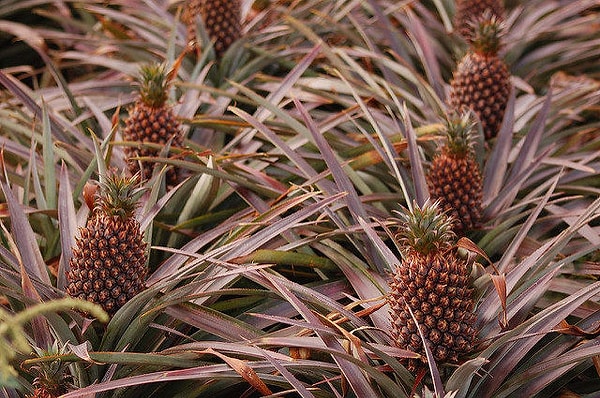 11. А вот так растут ананасы: