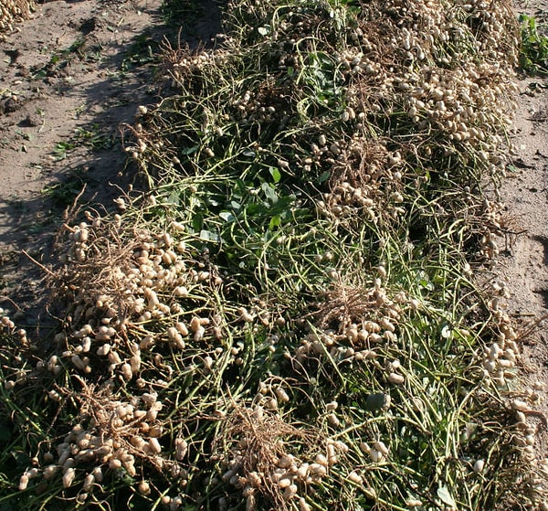 12. Арахис растёт под землёй, а вот так он выглядит только что собранным:
