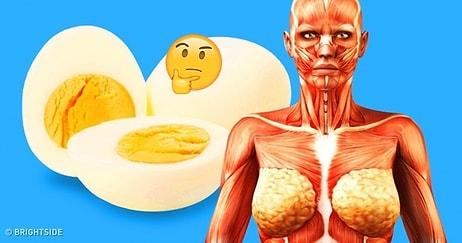 Her Gün 2 Yumurta Yemeye Başlayınca Vücudunuzda Neler Olacağını Biliyor musunuz?
