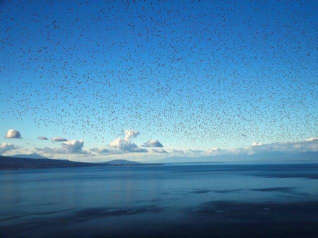 15. İsveç Leman Gölü üzerinde uçan bir grup sığırcık kuşu.