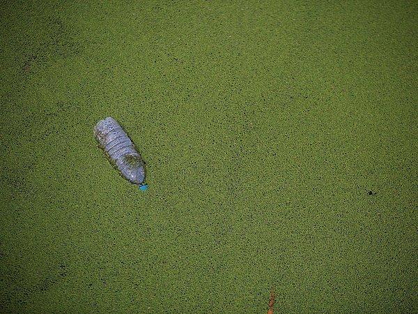 22. Çin'in Şangay şehrinde yosunlarla dolu bir nehirde tek başına yüzen plastik şişe.
