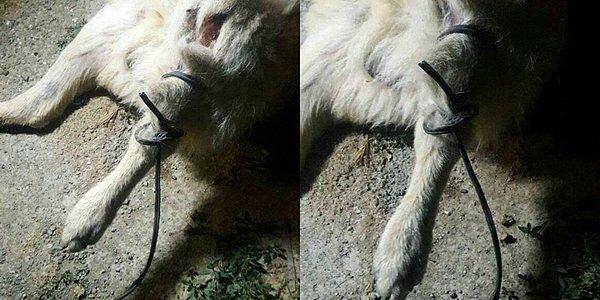Ankara'nın Yakup Abdal Mahallesi’nde hayvanseverler tarafından beslenen sokak hayvanları, 11 Haziran’da kimliği belirlenemeyen kişiler tarafından zehirli et verilip, ayakları bağlı bir şekilde yakılarak katledildi...