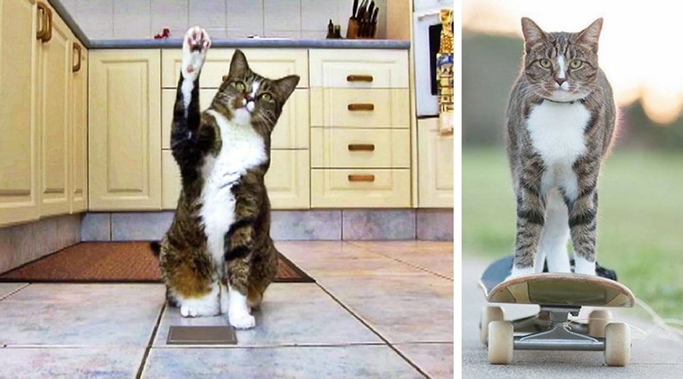 Книга рекордов Гиннесса вручила этой кошке звание "Самая умная кошка в мире"