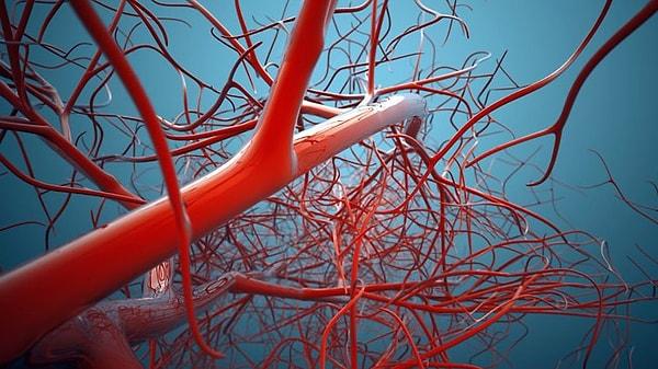 İnsan vücudundaki damarların toplam uzunluğunun yaklaşık 96,500 km olduğu tahmin ediliyor.