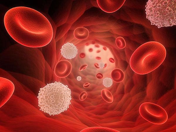 Kırmızı kan hücreleri (Alyuvarlar) 120-130 gün, karaciğer hücreleri 10-15 gün, beyaz kan hücreleri 1-3 günde bir kendilerini yeniliyorlar.