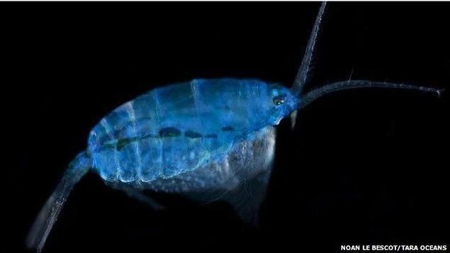 Plankton, yaşamının tümü su içinde geçen canlılara verilen addır ve Yunancadan gelir..